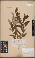 Foto von Salix caprea L. x Salix eleagnos Scop.